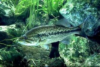 Lobina Negra Black Bass Ingl S