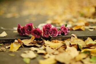 Fall Flowers Wallpaper Image