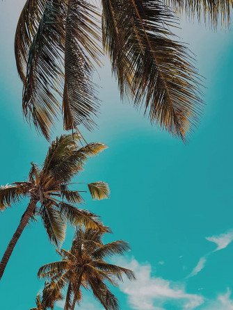 Coconut Tree Wallpaper
