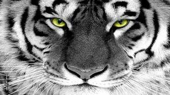 White Tiger Wallpaper