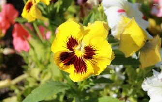 Pansy Wallpaper