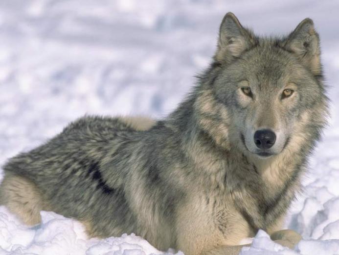 By 7art Screensavers Wolf Screensaver And Auto Wallpaper Changer