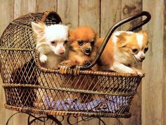 Cute Chihuahua For Your Computer Desktop