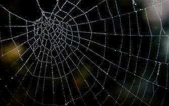 Image Background Water Drop Spider Web Id
