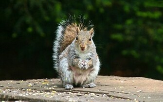 HD Squirrel Wallpaper Squirrels Background Pictures Photos