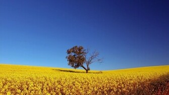 Summer Sunny Day X HDtv Wallpaper