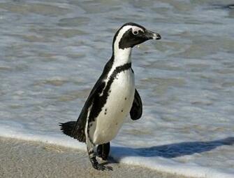 E Elyaa G African Penguin Rwd Jpg Wikiib Diiya