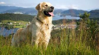 Golden Retriever Wallpaper HD Jpg