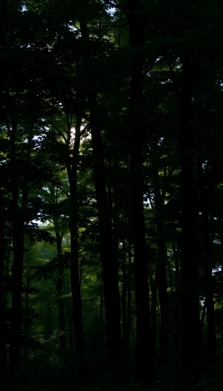 Best Dark Green Wallpaper