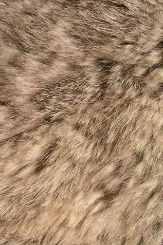 Animal Print Wallpaper For iPhone Or Android Ratatat Patern In