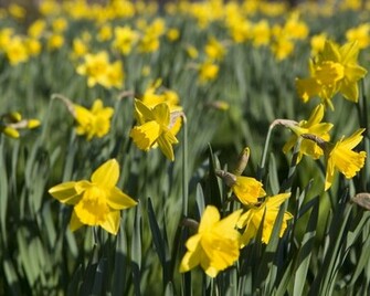 Wallpaper Sea Daffodil Flower