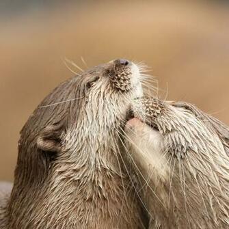 Cute Otters Wallpaper Jpg