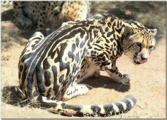 Sussie Black Sapphire Image Blackheart Cheetah HD Wallpaper And