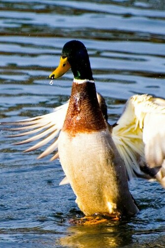 Mallard Ducks Wallpaper Wild iPhone