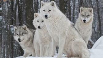 White Wolves Wallpaper