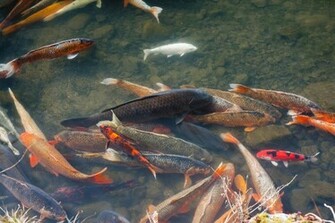 Koi Pond Desktop Wallpaper Iskin Co Uk