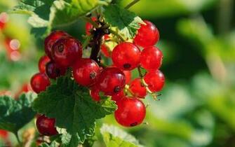 Red Berries Fruit Wallpaper