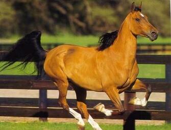 HD Horse Wallpaper For Windows