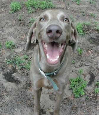 Weimaraner Puppys The Dog Wallpaper Best