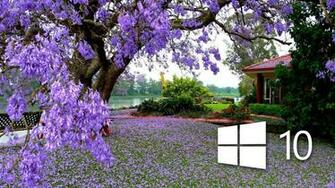 Windows On The Purple Blossoms Wallpaper Computer