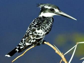 Bird Black And White Animals Birds HD Wallpaper