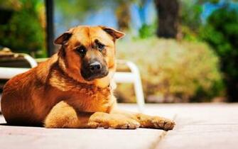 Dog Lie Down Sadness Grief Road Stock Photos Image HD