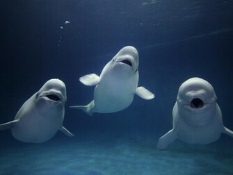 Beluga Whale HD Wallpaper White Beautiful Image