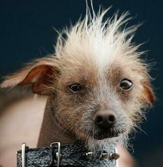 Ugly Dog Pictures Desktop Background