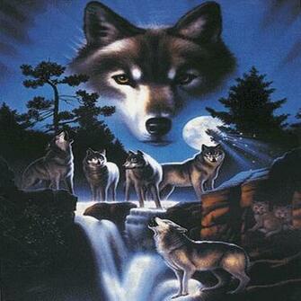 Indian Wolves Live Wallpaper Kb Version For