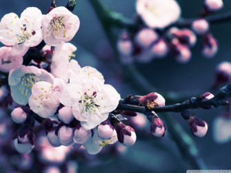 Cherry Blossom Wallpaper