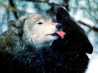 Wolf Wallpaper Wolves Image And Animal Desktop Background