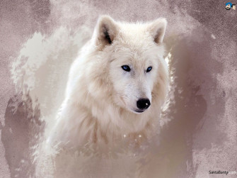 Wolf Aesthetic Wallpaper