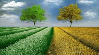 Yellow Tree HD Wallpaper 3d