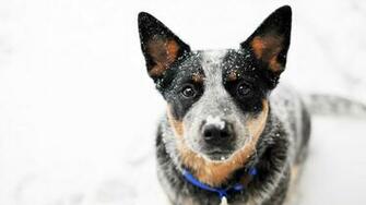 Short Coated Black Dog Animals Snow Blue Heeler HD