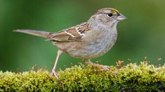 Beautiful Bird HD 1080p Wallpaper Live Hq Pictures