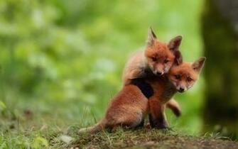 Fox HD Wallpaper Background Image