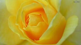 Yellow Rose Closeup HD Wallpaper001