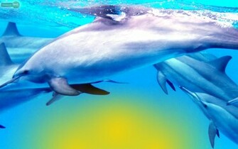 Dolphins Wallpaper