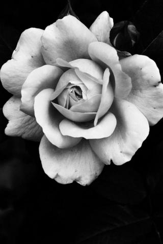 Amazing White Rose iPhone Wallpaper