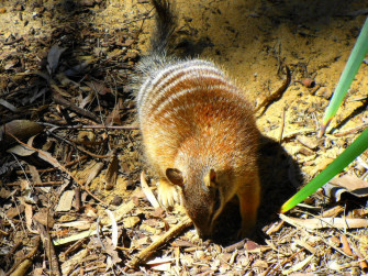 Numbat Wallpaper