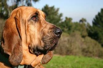 HD Bloodhound Dog Wallpaper