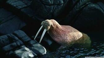 Walrus Wallpaper Wallpoper