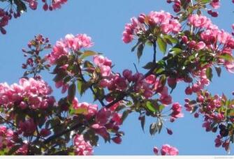 Awesome Spring Wallpaper Photos
