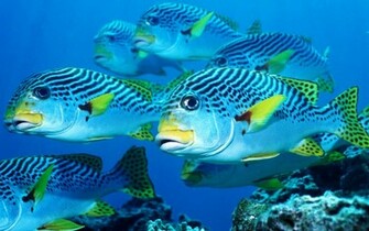 Life Wallpaper Marine On The Seabed Like Fish Plants Animals HD