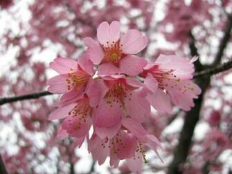 Blooming Pink Cherry Blossom Color Wallpaper
