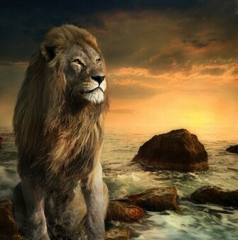 Lion Of Judah Wallpaper