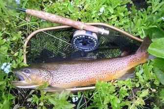 Brown Trout