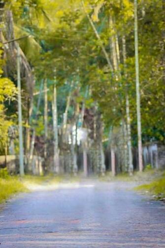 New Natural Background For Photo Editing Blur Background