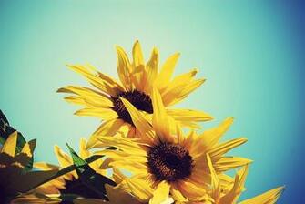 Sunflower Wallpaper HD