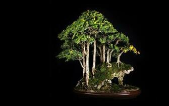 Bonsai Tree Wallpaper For Desktop Net